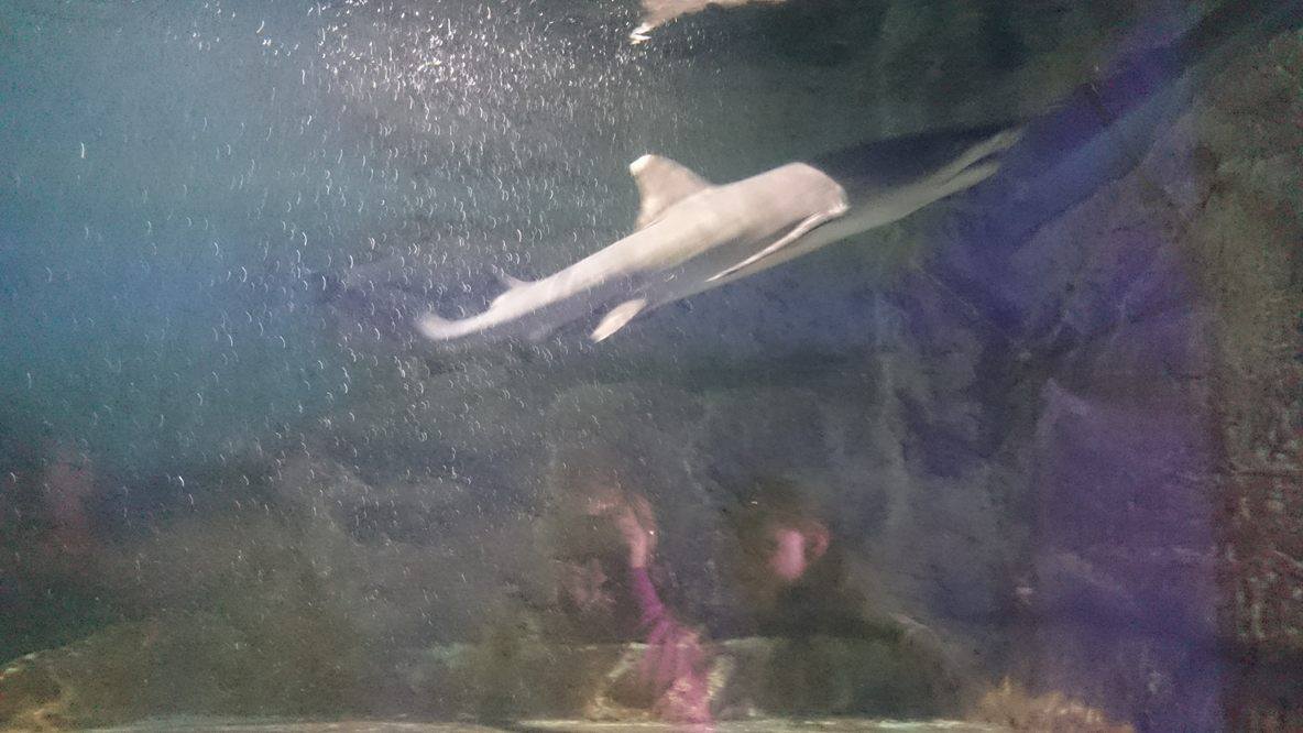 Asi 4 žraloky sa tlačia v päť metrovom akváriu, o chvíľu sa bude musieť kúpiť väčšie.